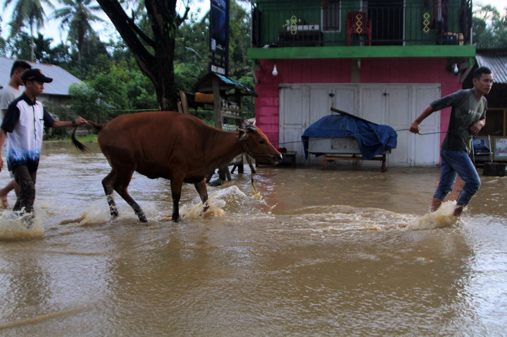 Warga menyelamatkan ternak sapinya setelah terjebak di lokasi banjir bandang di Desa Anggopiu, Konawe.