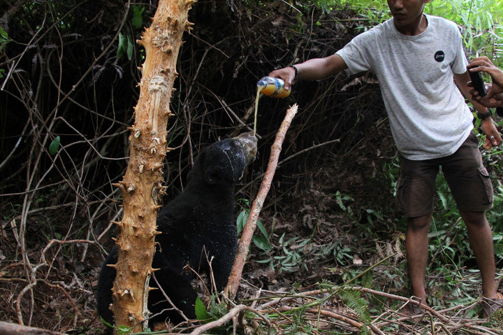 Warga memberi minum seekor beruang madu (Helarctos malayanus) yang terkena jerat babi di perkebunan sawit Desa Lubuk, Kecamatan Jeumpa, Aceh Barat Daya, Aceh, Selasa, 11 Juni 2019.
