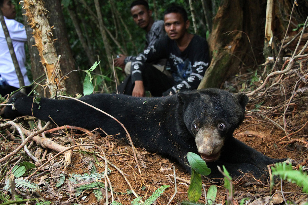 Dua ekor beruang madu berjenis kelamin jantan dan betina terjerat perangkap yang dipasang warga untuk menjerat babi. Keduanya terkena jerat pada kakinya.