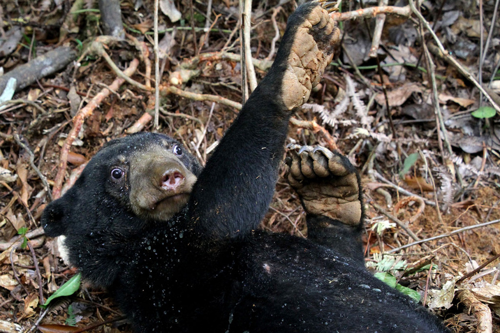 Petugas Taman Nasional Gunung Leuser dan BKPH Kabupaten Aceh Barat Daya telah meminta bantuan BKSDA Aceh dan pihak terkait lainnya untuk melakukan evakuasi dua ekor beruang madu tersebut.