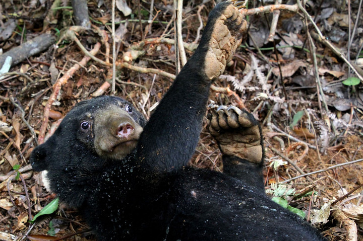 Petugas Taman Nasional Gunung Leuser dan BKPH Kabupaten Aceh Barat Daya telah meminta bantuan BKSDA Aceh dan pihak terkait lainnya untuk melakukan evakuasi dua ekor beruang madu tersebut.