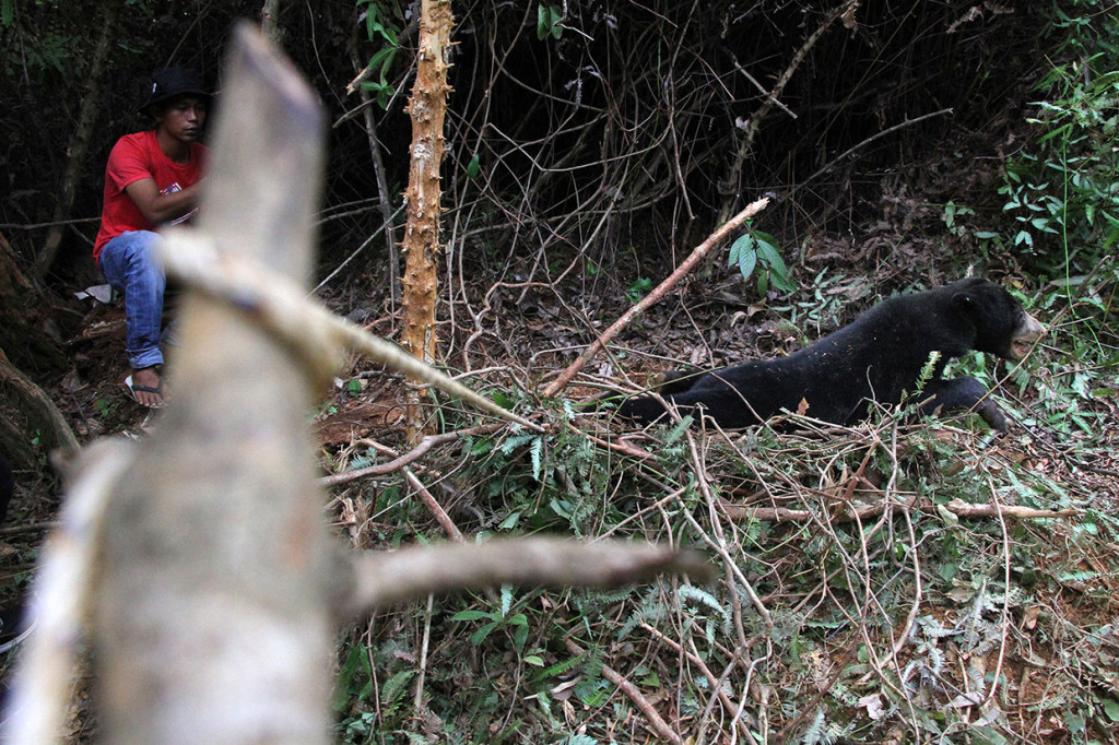 Untuk menghindari hal-hal yang tidak diinginkan dan menunggu proses evakuasi, dua beruang tersebut kini dijaga warga secara sukarela.