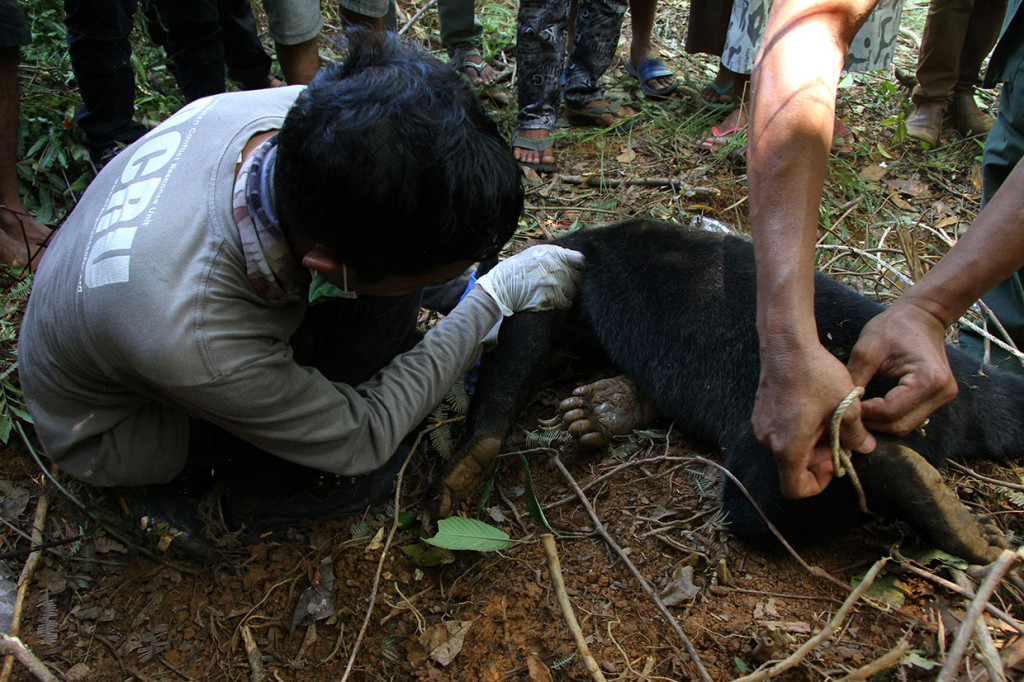 Tim Balai Konservasi Sumber Daya Alam (BKSDA) Aceh bersama lembaga Orangutan Information Center (OIC), masyarakat dan aparat kepolisian mengevakuasi beruang madu (Helarctos malayanus) yang terkena jerat babi di Desa Ladang Neubok, Kecamatan Jeumpa, Aceh Barat Daya, Aceh, Rabu, 12 Juni 2019.