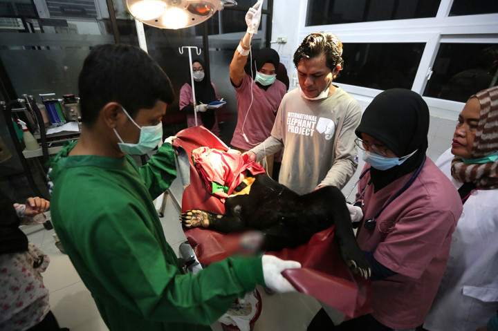 Salah satu dari dua beruang madu yang terkena jeratan di Kabupaten Aceh Barat Daya tersebut terpaksa diamputasi kakinya akibat luka dan tulang kaki yang terputus.
