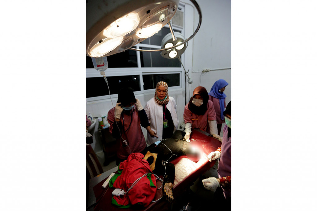 Tim medis Fakultas Kesehatan Hewan (FKH) Universitas Syiah Kuala bersama Balai Konservasi Sumber Daya Alam (BKSDA) Aceh mengobati kaki beruang madu (Helarctos malayanus) yang terluka akibat terkena jeratan babi di Banda Aceh, Aceh, Jumat, 14 Juni 2019. 