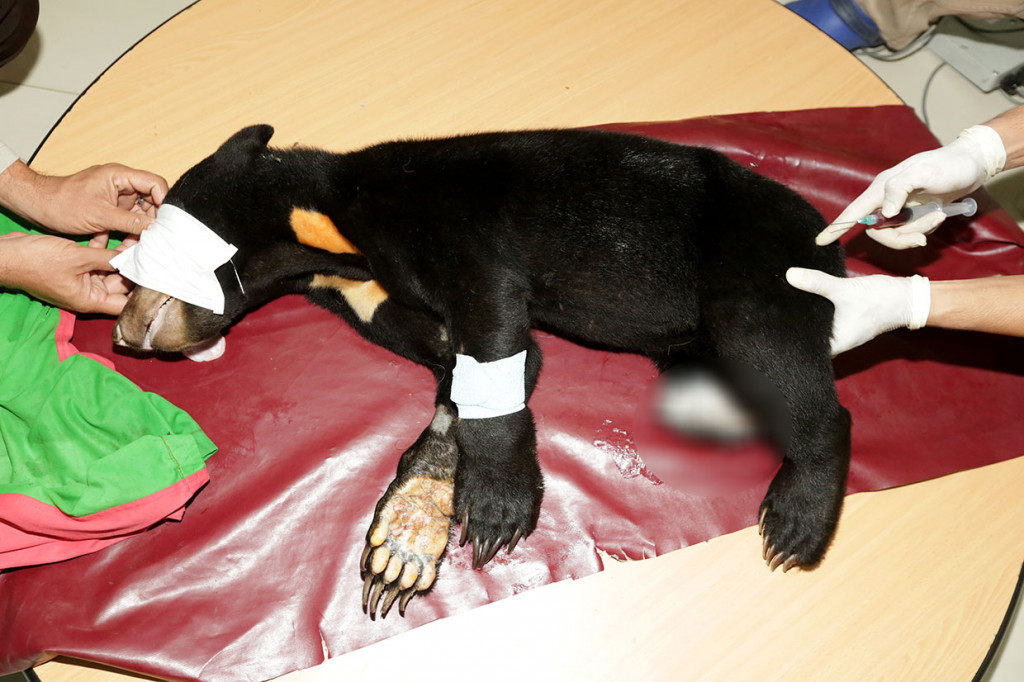 Kedua beruang madu tersebut terjerat perangkap babi di kawasan perkebunan masyarakat di Desa Ladang Neumbok, Kecamatan Jeumpa, Kabupaten Aceh Barat Daya (Abdya). Kedua satwa liar ini mengalami luka serius di bagian kakinya sehingga membutuhkan perawatan lebih lanjut secara medis.  