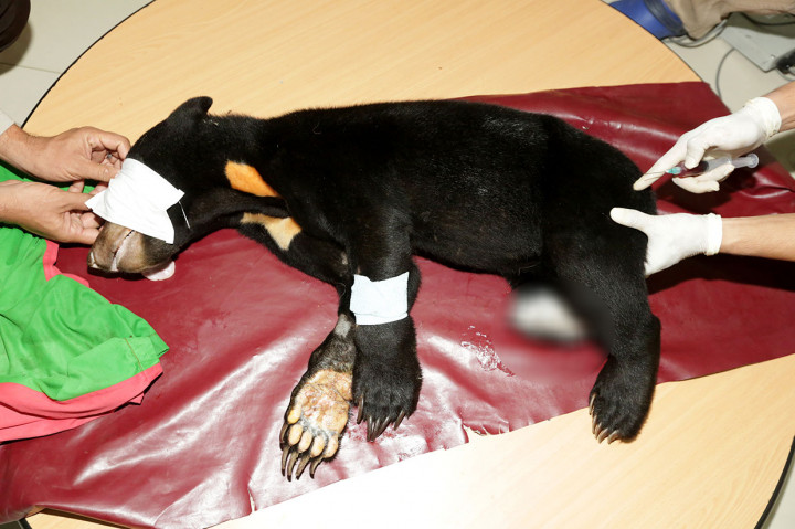 Kedua beruang madu tersebut terjerat perangkap babi di kawasan perkebunan masyarakat di Desa Ladang Neumbok, Kecamatan Jeumpa, Kabupaten Aceh Barat Daya (Abdya). Kedua satwa liar ini mengalami luka serius di bagian kakinya sehingga membutuhkan perawatan lebih lanjut secara medis.  