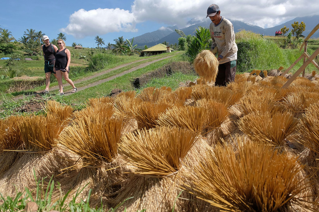 Wisatawan mancanegara menyaksikan petani menjemur padi saat musim panen raya di Desa Jatiluwih, Tabanan, Bali, Sabtu, 15 Juni 2019.