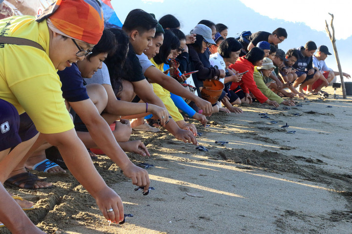 Wisatawan melepaskan tukik (anak penyu) yang berhasil ditetaskan secara semi alamiah di kawasan konservasi penyu, Sukamade, Taman Nasional Merubetiri, Banyuwangi, Jawa Timur, Selasa, 18 Juni 2019. 