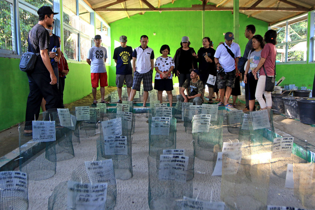 Wisatawan melihat proses penetasan telur penyu secara semi alamiah di kawasan konservasi penyu, Sukamade, Taman Nasional Merubetiri, Banyuwangi.