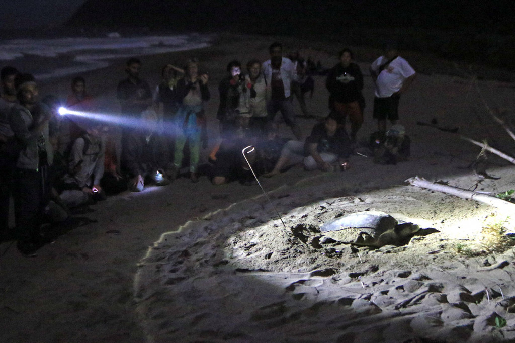 Wisatawan mengamati penyu hijau (Chelonia mydas) yang sedang bertelur di Pantai Sukamade, Taman Nasional Merubetiri, Banyuwangi.