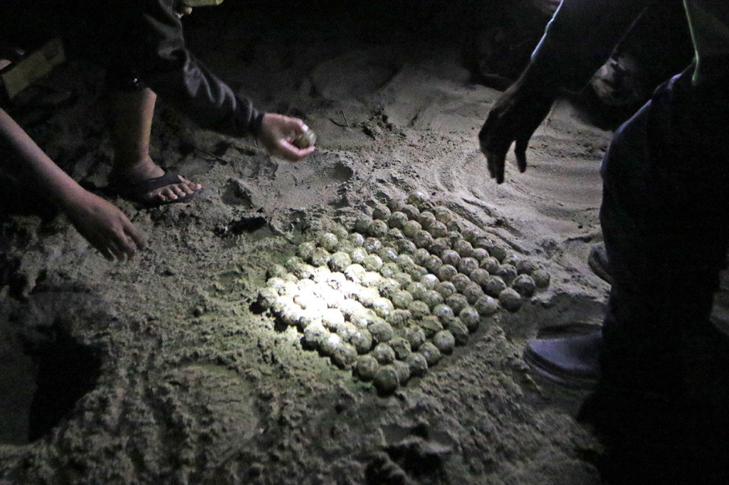 Wisata edukasi di kawasan konservasi yang menjadi salah satu habitat penyu bertelur tersebut, diharapkan selain dapat memberikan pengetahuan tentang hewan yang terancam punah itu juga agar masyarakat turut menjaga kelestariannya. 