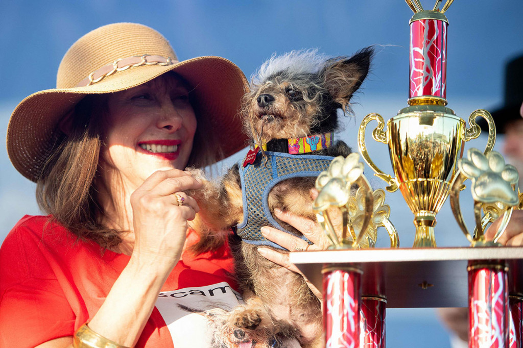 Anjing terrier dengan rambul gimbal bernama Scamp the Tramp terpilih menjadi anjing terjelek di dunia dalam kontes World's Ugliest Dog di Petaluma, California, Jumat, 21 Juni 2019 waktu setempat.