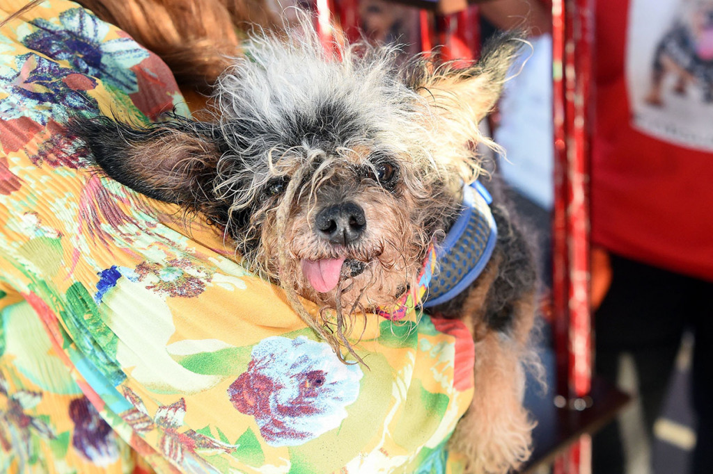 Pemilik Yvonne Morones dari Santa Rosa, California, memenangkan hadiah sebesar USD 1.500 dalam bentuk tunai, USD 1.500 lainnya untuk disumbangkan ke penampungan hewan, dan sebuah piala seukuran Rottweiler.