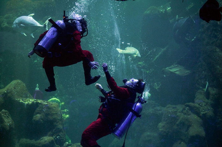 Dua pesilat memamerkan jurus-jurus mereka saat tampil di dalam akuarium utama Seaworld, Ancol Taman Impian, Jakarta.