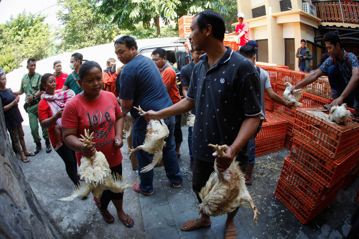 Sebanyak 30 ribu ekor ayam dibagikan secara gratis kepada masyarakat di wilayah Jawa Tengah dan DIY sebagai bentuk protes atas anjloknya harga daging ayam ras di pasaran. Antara Foto/Maulana Surya