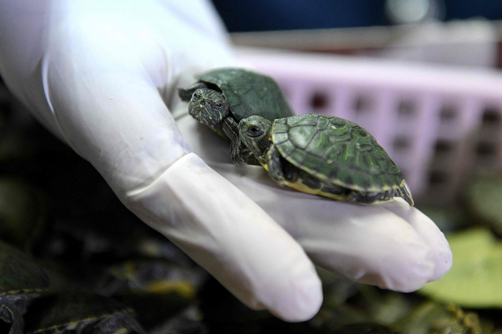 Pejabat senior Bea Cukai Malaysia Zulkurnain Mohamed Yusof menyatakan pihaknya menemukan 5.255 bayi kura-kura bertelinga merah yang disimpan di keranjang kecil di bagasi dua warna negara India yang terbang dari Guangzhou, Tiongkok, pada Kamis, 20 Juni lalu.