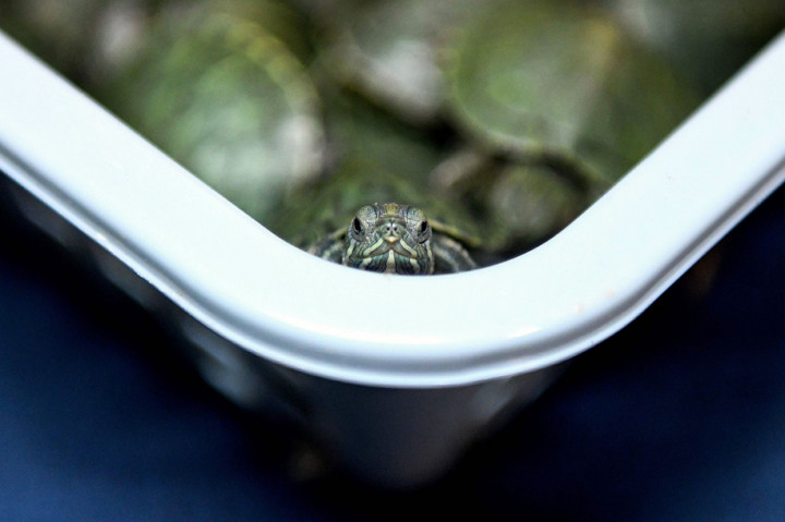 Meski tidak tergolong hewan dilindungi dan terancam punah, diperlukan izin untuk membawa bayi kura-kura karena rentan membawa salmonella dan menimbulkan masalah kesehatan. Jika terbukti bersalah kedua tersangka bisa menghadapi hukuman lima tahun penjara dan denda.