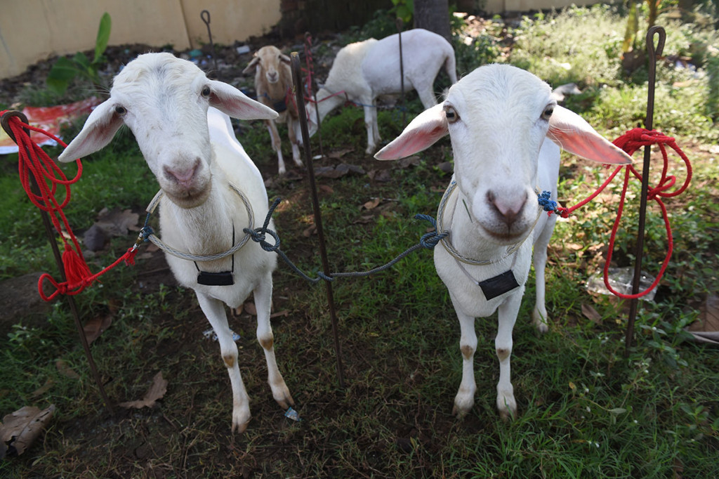 Dalam arena perlombaan, pasangan kambing akan diadu dengan pasangan lainnya. Tidak lupa, kambing-kambing ini dilengkapi beberapa peralatan, antara lain jepitan telinga, rekeng (sejenis bandulan tapi terpaku), kaleles (rangka kayu yang diikatkan ke badan kambing), kalonongan (terbuat dari kaleng kecil biasanya bekas dari korek api).