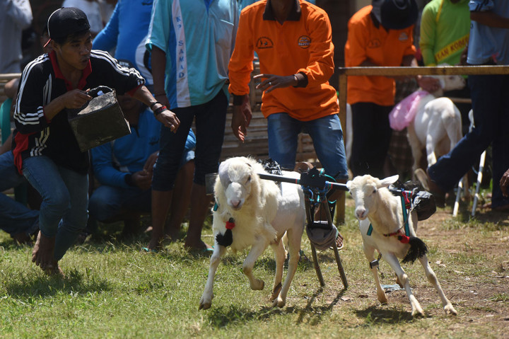 Ciri dari kambing karapan yang bagus terletak pada bentuk kepala yang cenderung kecil, badan lurus, pangkal kaki depan tampak besar, posisi badan sedikit menungging, usia minimal 3 bulan dan belum beranak.