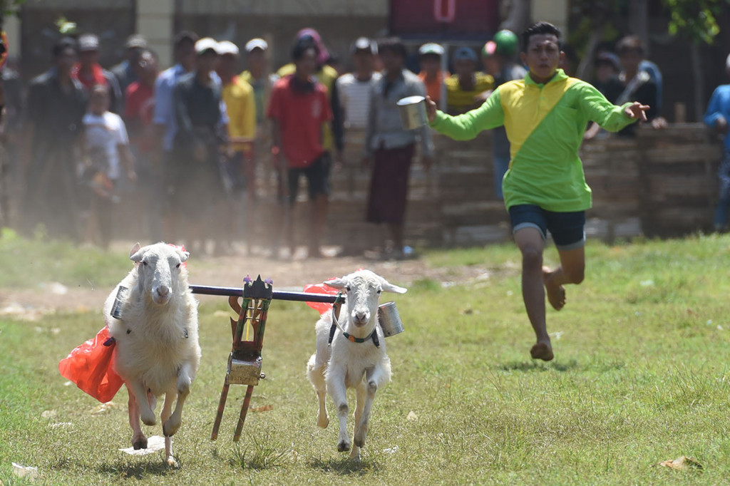 Karapan kambing merupakan tradisi turun temurun warga Probolinggo, khususnya masyarakat Pandulungan. Tadisi ini merupakan hasil asimilasi antara budaya Jawa dan Madura yang tersebar di pesisir Pantai Utara Jawa Timur (sebagian Tuban, Lamongan, Surabaya, Sidoarjo, Pasuruan, hingga Situbondo) dan sebagian pesisir Selatan Jawa Timur bagian timur (Lumajang, Jember, dan sebagian Banyuwangi). Hiburan rakyat ini biasanya diadakan saat memasuki musim panen, acara Agustusan, ataupun lomba desa.
