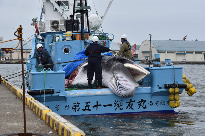 Kapal-kapal penangkap paus itu mengantongi izin untuk menangkap maksimal 227 paus minke, Bryde, dan paus sei tahun ini di perairan Jepang.
