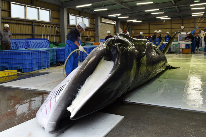 Perburuan paus komersial Jepang terakhir kali dilakukan pada 1986, namun negara itu tetap melakukan perburuan paus untuk yang mereka klaim kepentingan penelitian.
