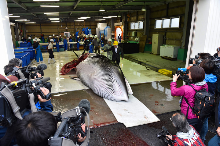 Kini, Jepang telah mundur dari Komisi Perburuan Paus Internasional (IWC) sehingga tak lagi perlu mengikuti peraturan yang ada.