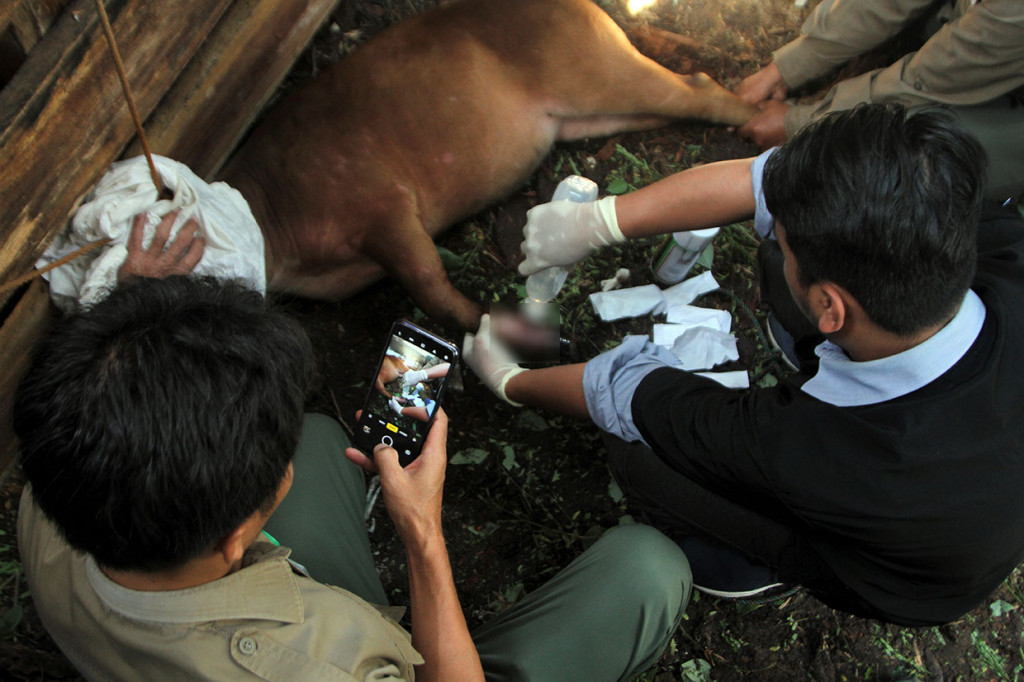 Tim medis dan petugas BKSDA Kendari membersihkan kaki anoa pegunungan (Bubalus quarlesi) yang terluka akibat terjerat tali di penangkaran BKSDA Kendari, Kendari, Sulawesi Tenggara, Selasa, 23 Juli 2019. 