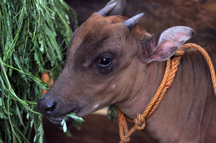 Sementara itu pihak BKSDA Kendari mencatat satwa yang terancam punah itu populasinya diperkirakan semakin menurun akibat perburuan liar. Dari empat wilayah suaka margasatwa di Sulawesi Tenggara diprediksi hanya terdapat 160 ekor anoa. 