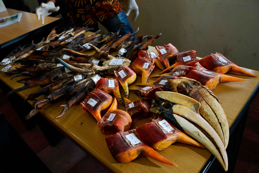 Petugas Balai Konservasi Sumber Daya Alam (BKSDA) Aceh melakukan identifikasi lanjutan dan perawatan barang bukti rampasan negara berupa tanduk kijang mutjak (Muntiachus muntjak), rusa, dan cula rangkong gading di Banda Aceh, Aceh, Jumat, 26 Juli 2019. AFP Photo/Chaidder Mahyuddin