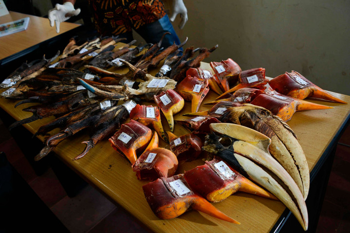 Petugas Balai Konservasi Sumber Daya Alam (BKSDA) Aceh melakukan identifikasi lanjutan dan perawatan barang bukti rampasan negara berupa tanduk kijang mutjak (Muntiachus muntjak), rusa, dan cula rangkong gading di Banda Aceh, Aceh, Jumat, 26 Juli 2019. AFP Photo/Chaidder Mahyuddin