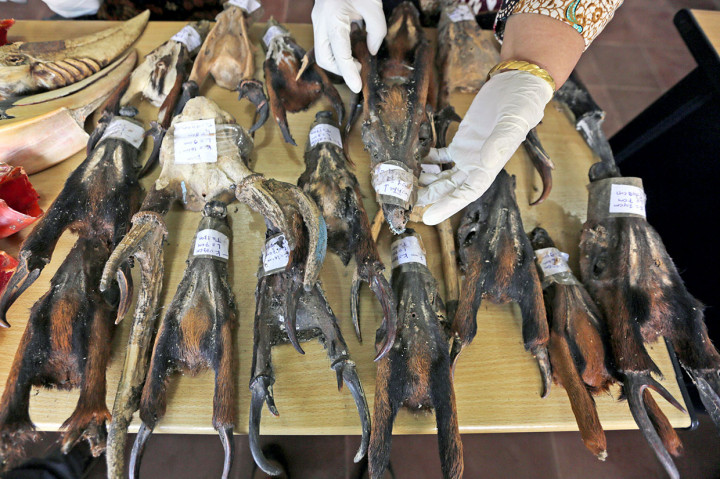 Balai Konservasi Sumber Daya Alam (BKSDA) Aceh menerima barang bukti rampasan negara berupa 18 kepala bertanduk kijang mutjak, satu tulang kepala rusa dan 16 cula rangkong gading dari Kejaksaaan Negeri Aceh Tengggara. Antara Foto/Irwansyah Putra