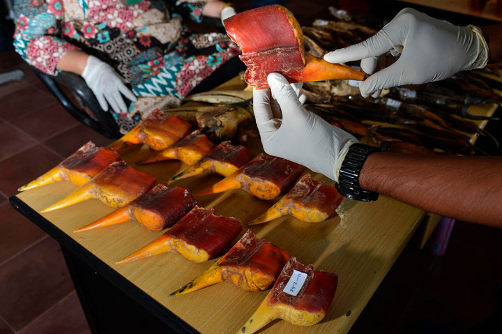 Seluruh barang bukti tersebut disita polisi dari empat warga yang disimpan di Desa Burung, Kecamatan Babussalam, Aceh Tenggara, 13 Desember 2018 silam. Petugas juga mengamankan empat tersangka, yaitu M, 45, AA, 31, J, 34, dan B, 38. AFP Photo/Chaidder Mahyuddin