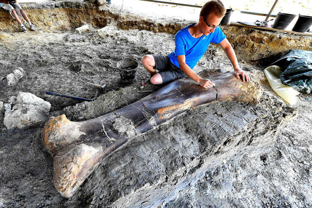 Maxime Lasseron, meneliti doktoralnya di Museum Nasional Sejarah Alam Paris, memeriksa tulang paha Sauropod pada 24 Juli 2019, setelah ditemukan pada awal minggu selama penggalian di situs palaeontologi Angeac-Charente, dekat Châteauneuf- sur-Charente, Prancis barat daya.
