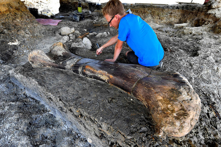 Tulang paha milik dinosaurus herbivora terbesar dari periode Jurassic Sauropod tersebut memiliki panjang dua meter dengan berat 500 kilogram.