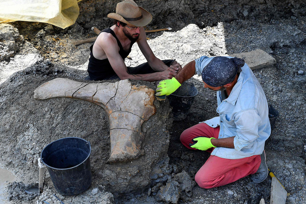 Sementara itu tulang-tulang lain seperti panggul yang ditemukan didekat tulang paha juga tengah digali.