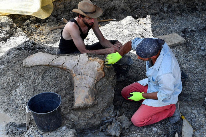 Sementara itu tulang-tulang lain seperti panggul yang ditemukan didekat tulang paha juga tengah digali.