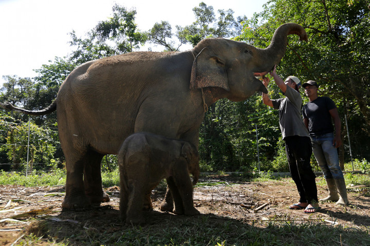 Ini merupakan kelahiran kedua bagi induk gajah Suci. Anak pertama lahir pada 2014 juga berjenis kelamin betina. Namun bayi gajah yang diberi nama Rosa tersebut mati karena sakit.