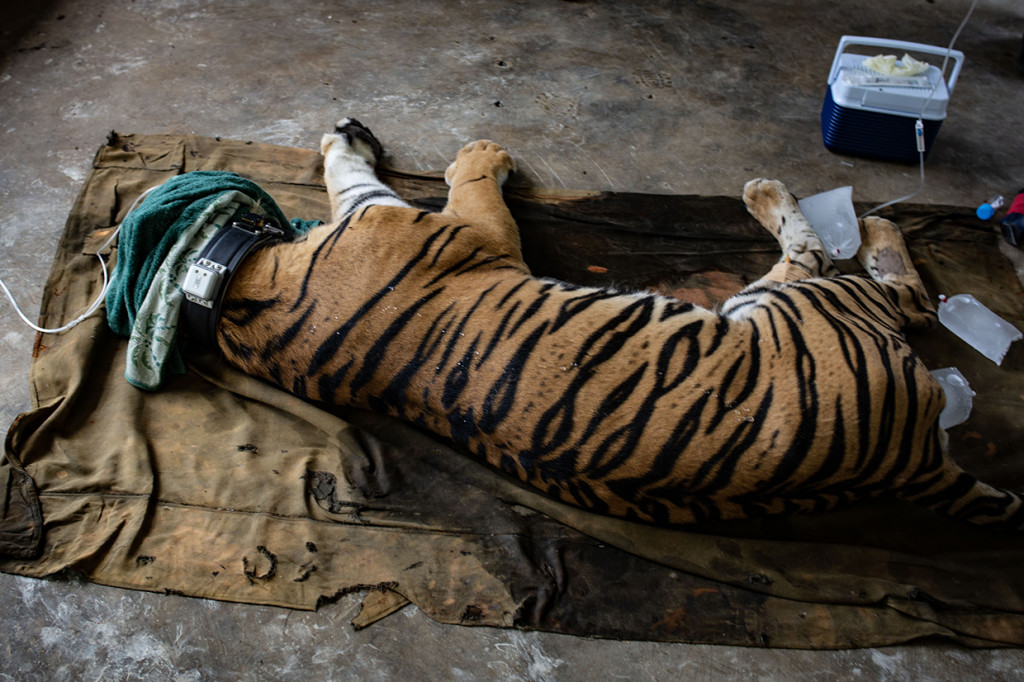 Kementerian Lingkungan Hidup bersama Pusat Rehabilitasi Harimau Sumatera Dharmasraya - Yayasan ARSARI Djojohadikusumo (PR-HSD Yayasan ARSARI) melepasliarkan sepasang Harimau Sumatera terdari dari satu ekor Harimau betina bernama Bonita dan satu ekor Harimau jantan bernama Antan Bintang ke kawasan konservasi di Provinsi Riau.