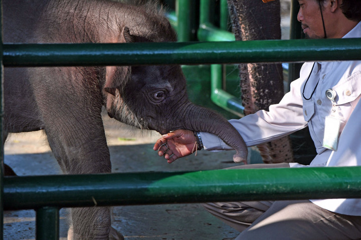 Petugas bermain dengan bayi gajah Sumatera (Elephas maximus sumatranus) di Kebun Binatang Surabaya, Jawa Timur, Selasa, 30 Juli 2019. 