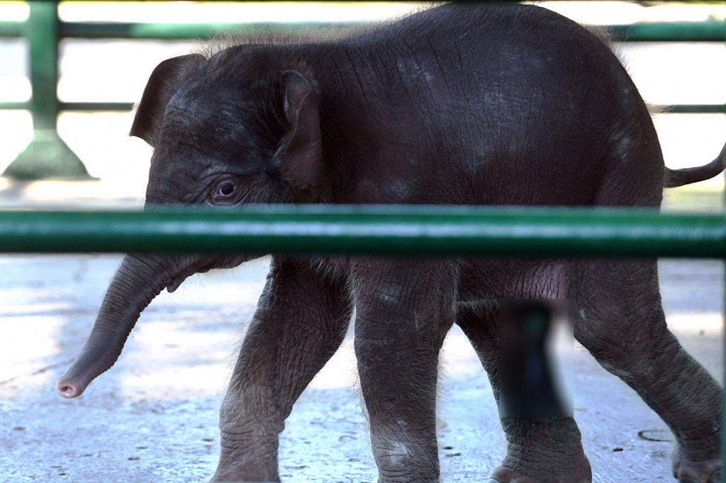 Bayi gajah yang diberi nama Dumbo oleh Wali Kota Surabaya Tri Rismaharini tersebut lahir secara normal dengan berat 112 kg, tinggi badan 88 cm dan lingkar dada 118 cm. 