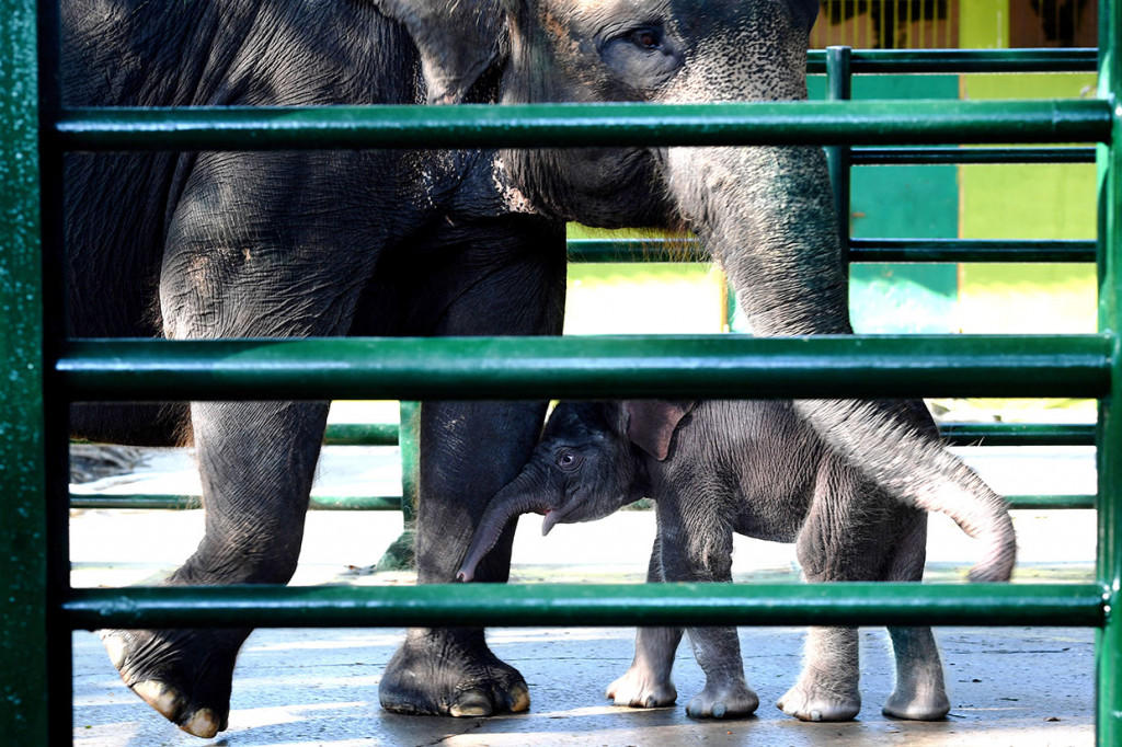 Dengan kelahiran Dumbo, kini koleksi satwa gajah yang ada di KBS bertambah menjadi enam ekor.