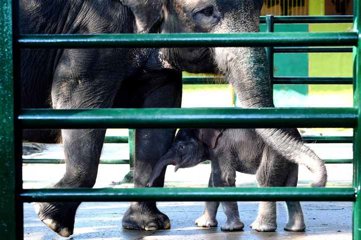 Dengan kelahiran Dumbo, kini koleksi satwa gajah yang ada di KBS bertambah menjadi enam ekor.