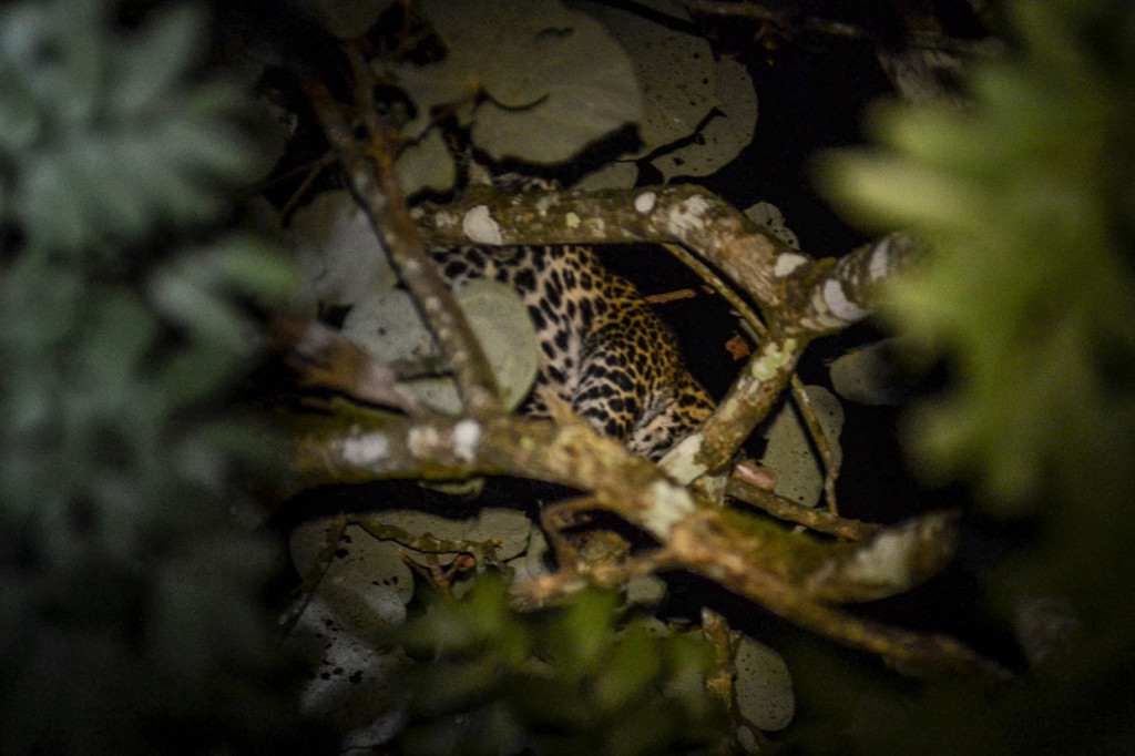 Seekor macan tutul (Panthera Pardus) ditemukan bertengger di dahan pohon di kawasan permukiman warga Kampung Badeung, Desa Gunajaya, Kabupaten Tasikmalaya, Jawa Barat, Rabu, 31 Juli 2019 dini hari. Kemunculan hewan langka yang menghebohkan masyarakat setempat tersebut terjadi sejak Selasa, 30 Juli 2019 sore.