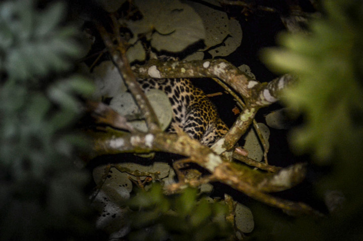 Seekor macan tutul (Panthera Pardus) ditemukan bertengger di dahan pohon di kawasan permukiman warga Kampung Badeung, Desa Gunajaya, Kabupaten Tasikmalaya, Jawa Barat, Rabu, 31 Juli 2019 dini hari. Kemunculan hewan langka yang menghebohkan masyarakat setempat tersebut terjadi sejak Selasa, 30 Juli 2019 sore.