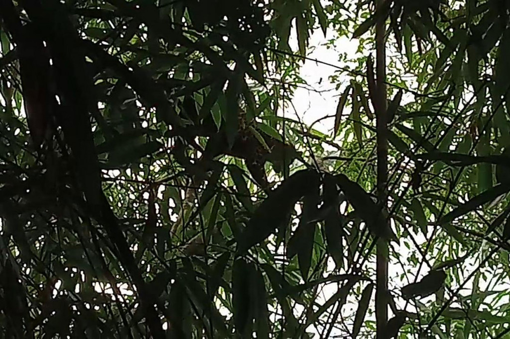 Saat kondisi mulai terang, macan itu kaget sehingga turun dan kabur ke pohon lain yang masih di lokasi hutan. 