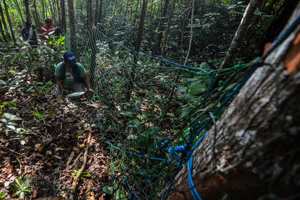 Petugas juga berupaya menangkap satwa dilindungi tersebut dengan memasang alat jaring dan perangkap supaya macan itu bisa masuk ke dalam kandang.
