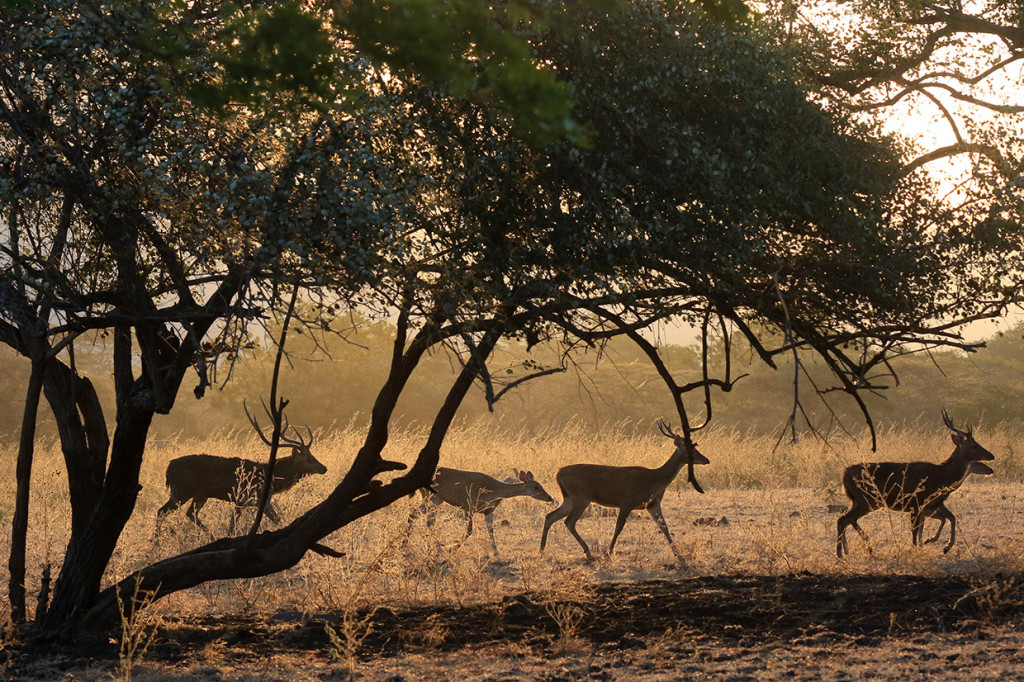 Sejumlah Rusa Timor (Cervus timorensis russa) mencari makan di Taman Nasional Baluran, Banyuwangi, Jawa Timur.