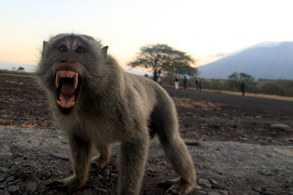 Baluran yang digadang sebangai